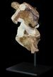 Two Fossil Plesiosaur Vertebrae With Metal Stand - Goulmima, Morocco #89864-5